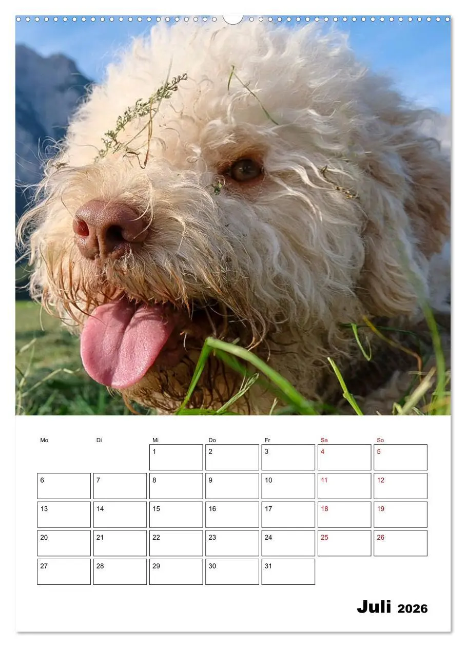 Bild: 9783516394818 | Lagotto Romagnolo - Lustige Zwerge (Wandkalender 2026 DIN A2 hoch),...