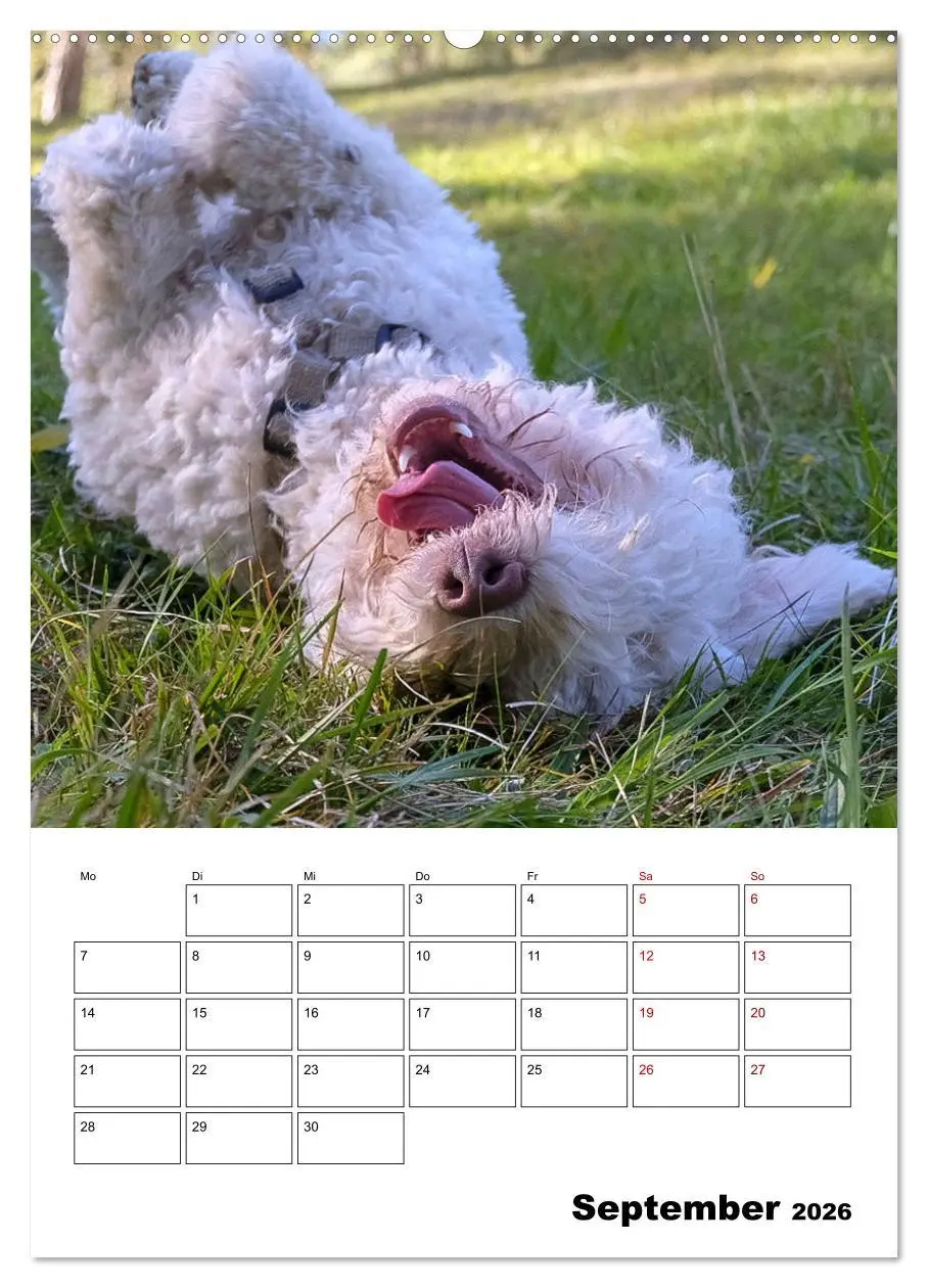 Bild: 9783516394818 | Lagotto Romagnolo - Lustige Zwerge (Wandkalender 2026 DIN A2 hoch),...