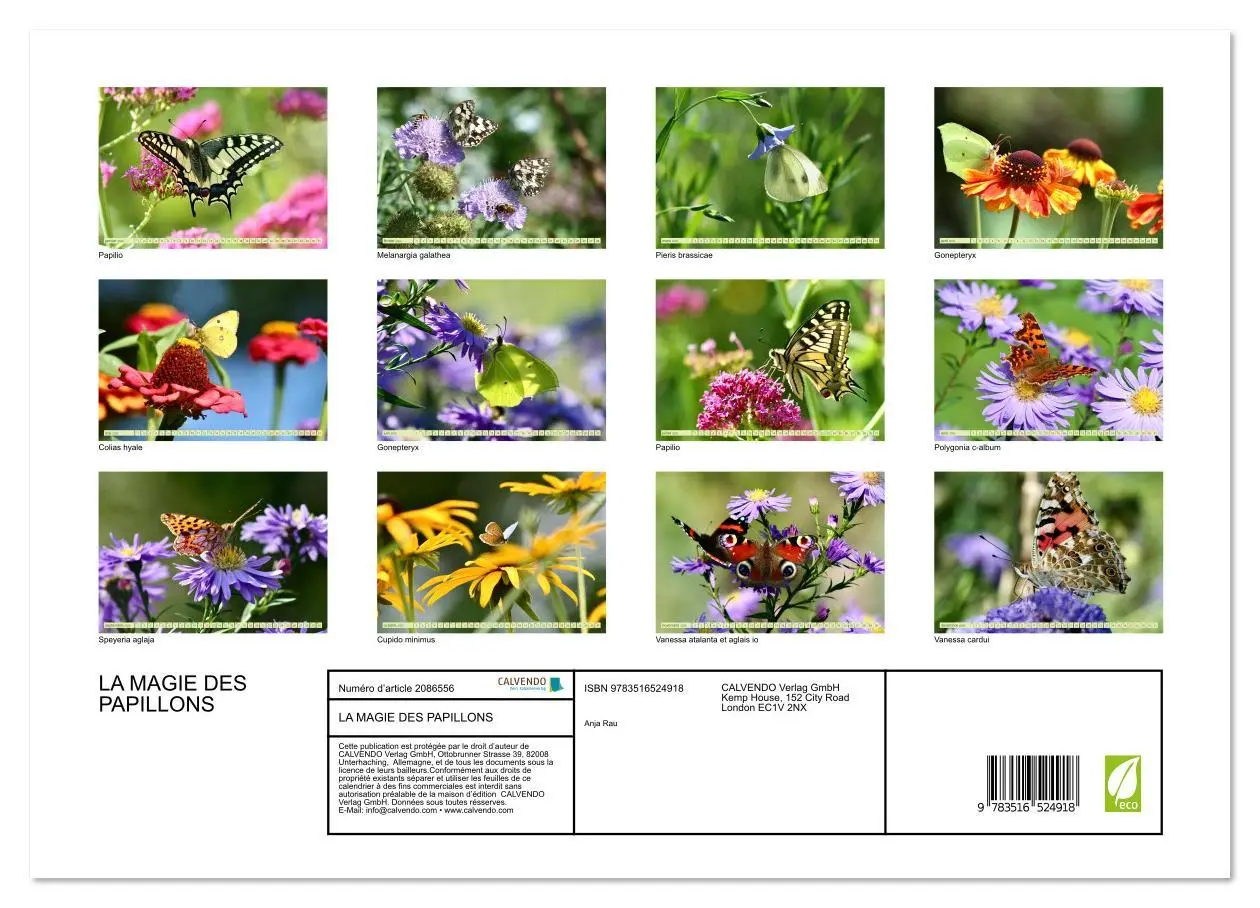 Bild: 9783516524918 | LA MAGIE DES PAPILLONS (Calendrier mural 2026 DIN A3 vertical),...