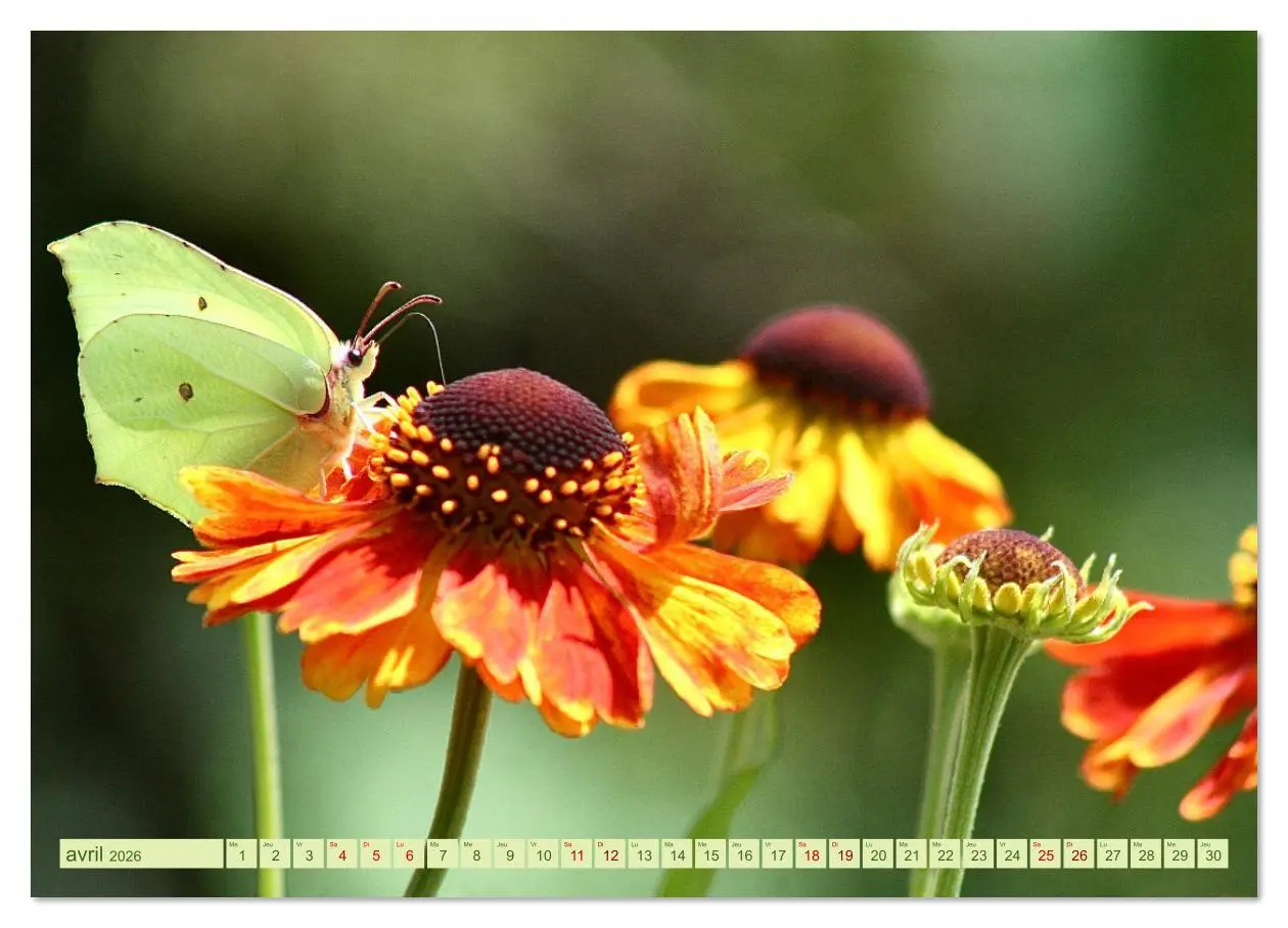 Bild: 9783516524918 | LA MAGIE DES PAPILLONS (Calendrier mural 2026 DIN A3 vertical),...