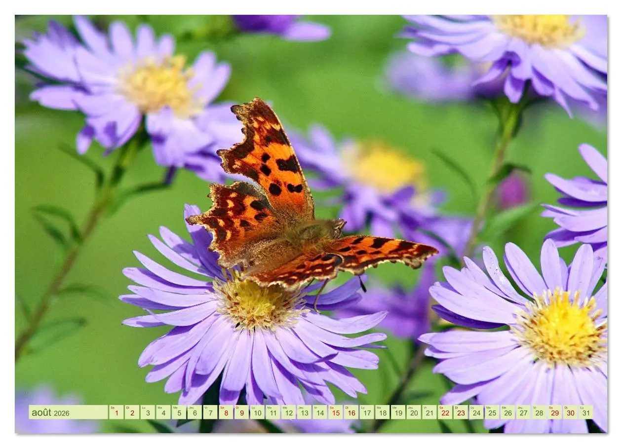 Bild: 9783516524918 | LA MAGIE DES PAPILLONS (Calendrier mural 2026 DIN A3 vertical),...