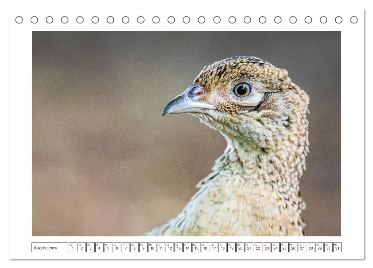 Bild: 9783457495018 | Lolland - Harmonie von Mensch und Natur (Tischkalender 2026 DIN A5...