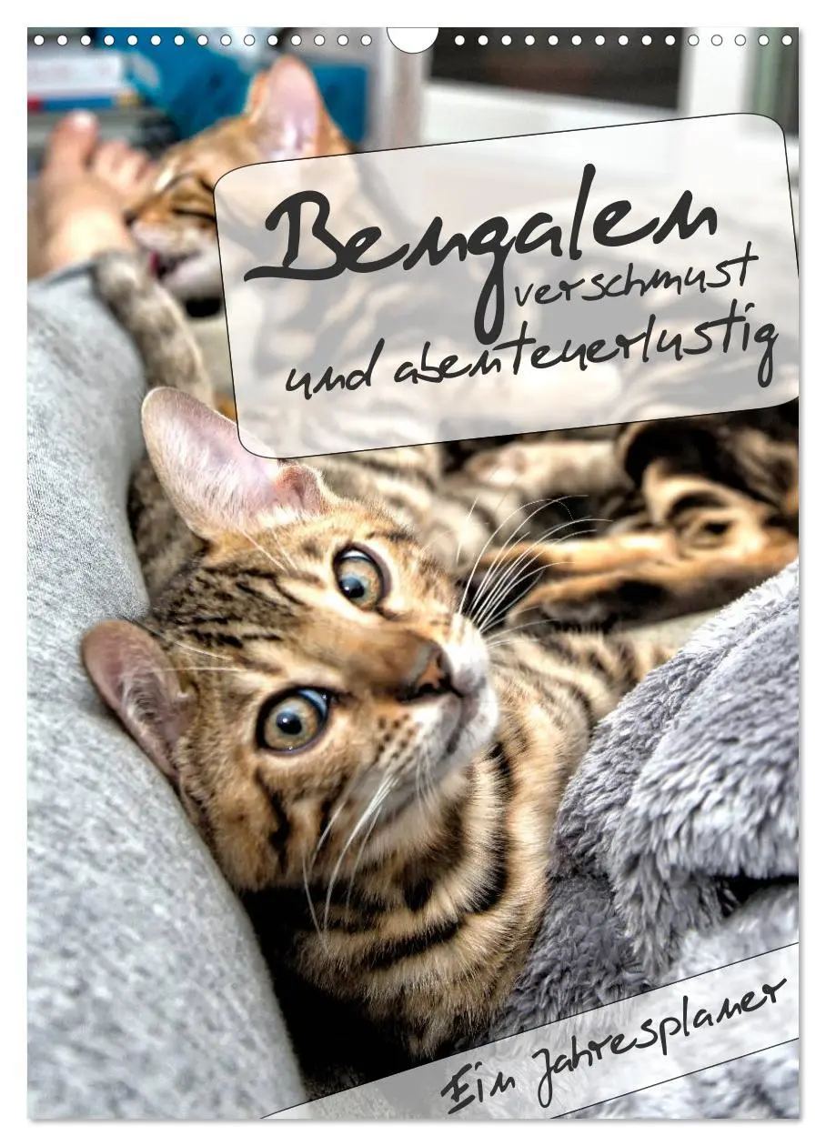 Cover: 9783516415018 | Bengalen - verschmust und abenteuerlustig (Wandkalender 2026 DIN A3...