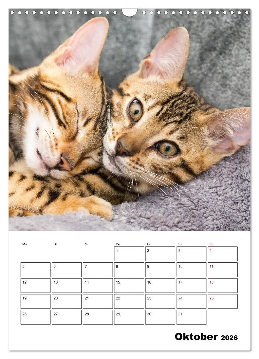 Bild: 9783516415018 | Bengalen - verschmust und abenteuerlustig (Wandkalender 2026 DIN A3...