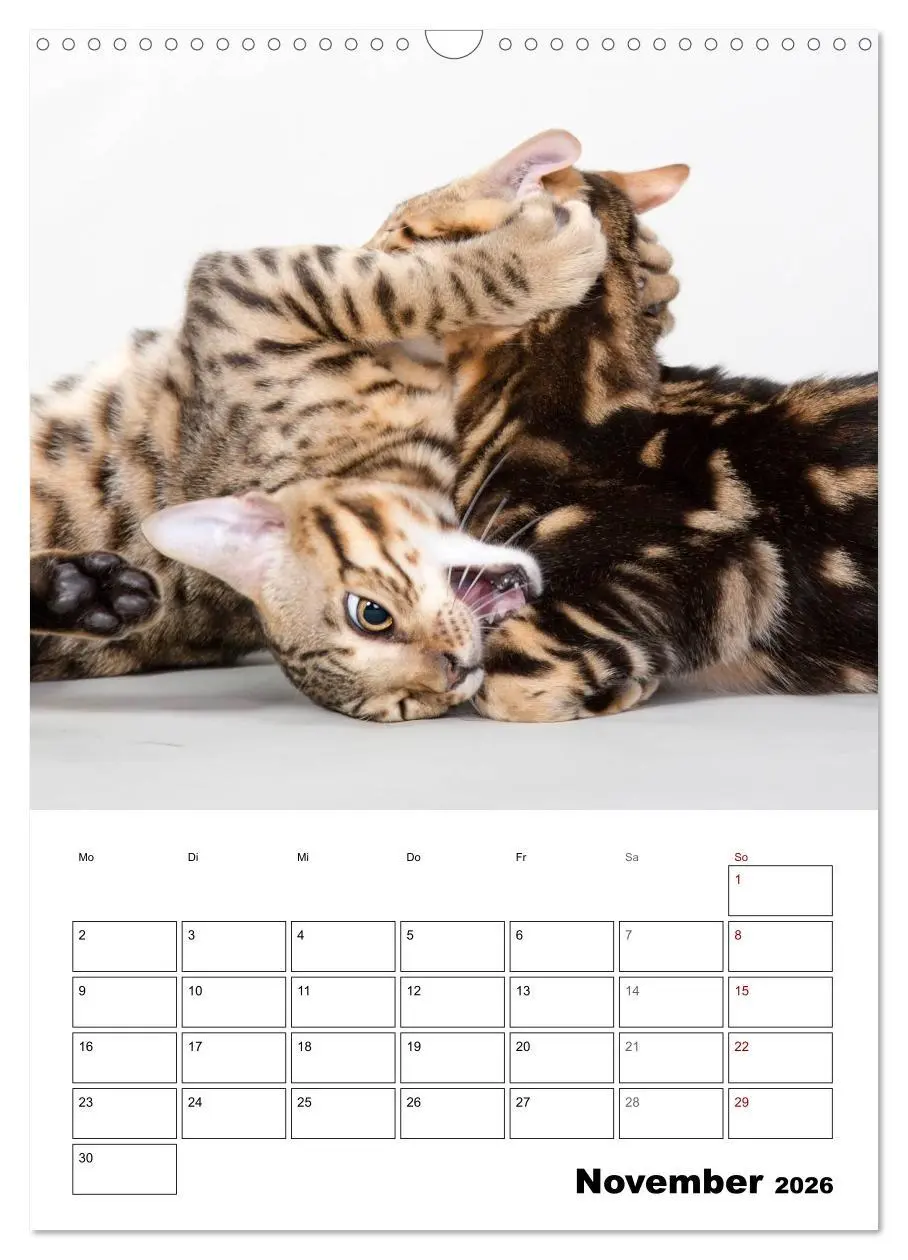 Bild: 9783516415018 | Bengalen - verschmust und abenteuerlustig (Wandkalender 2026 DIN A3...