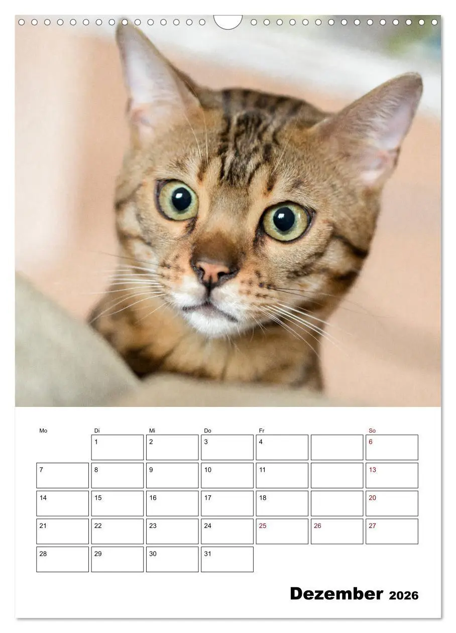 Bild: 9783516415018 | Bengalen - verschmust und abenteuerlustig (Wandkalender 2026 DIN A3...