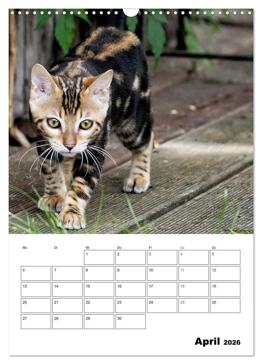 Bild: 9783516415018 | Bengalen - verschmust und abenteuerlustig (Wandkalender 2026 DIN A3...