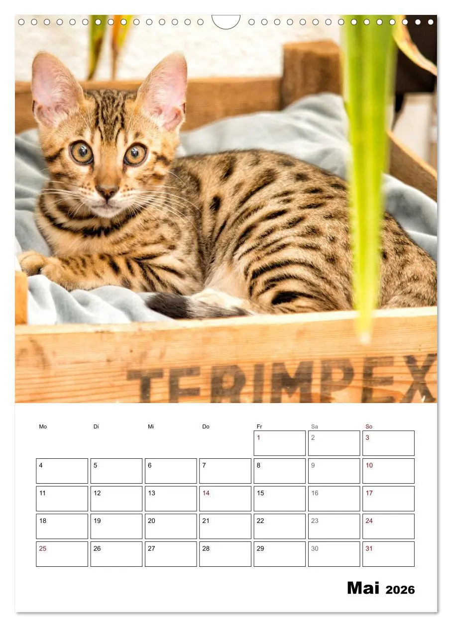 Bild: 9783516415018 | Bengalen - verschmust und abenteuerlustig (Wandkalender 2026 DIN A3...