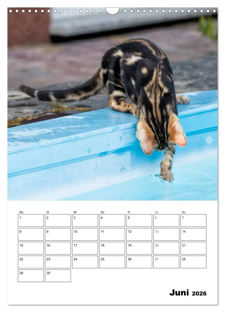 Bild: 9783516415018 | Bengalen - verschmust und abenteuerlustig (Wandkalender 2026 DIN A3...