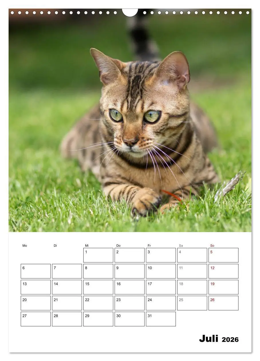 Bild: 9783516415018 | Bengalen - verschmust und abenteuerlustig (Wandkalender 2026 DIN A3...