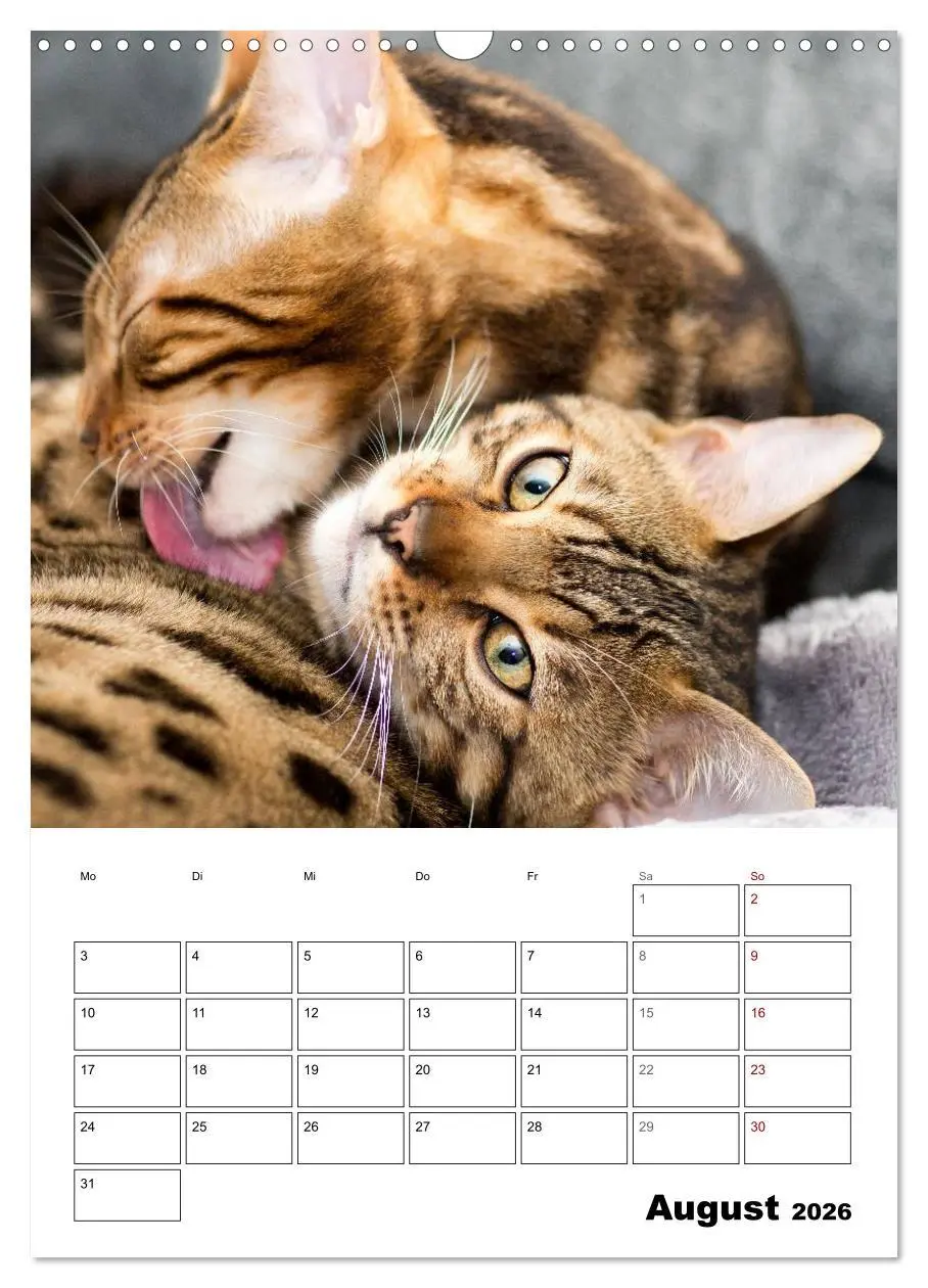 Bild: 9783516415018 | Bengalen - verschmust und abenteuerlustig (Wandkalender 2026 DIN A3...