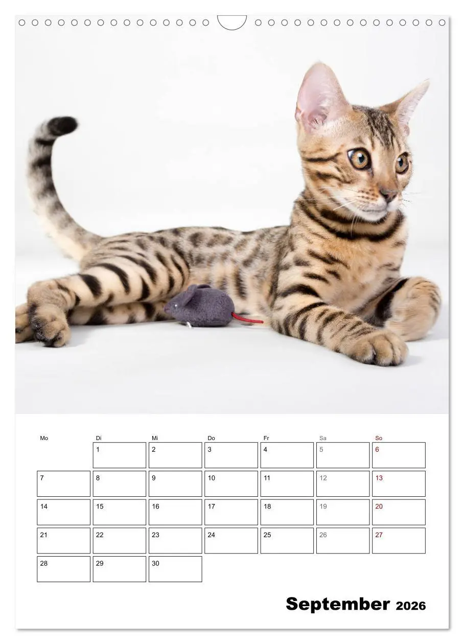 Bild: 9783516415018 | Bengalen - verschmust und abenteuerlustig (Wandkalender 2026 DIN A3...