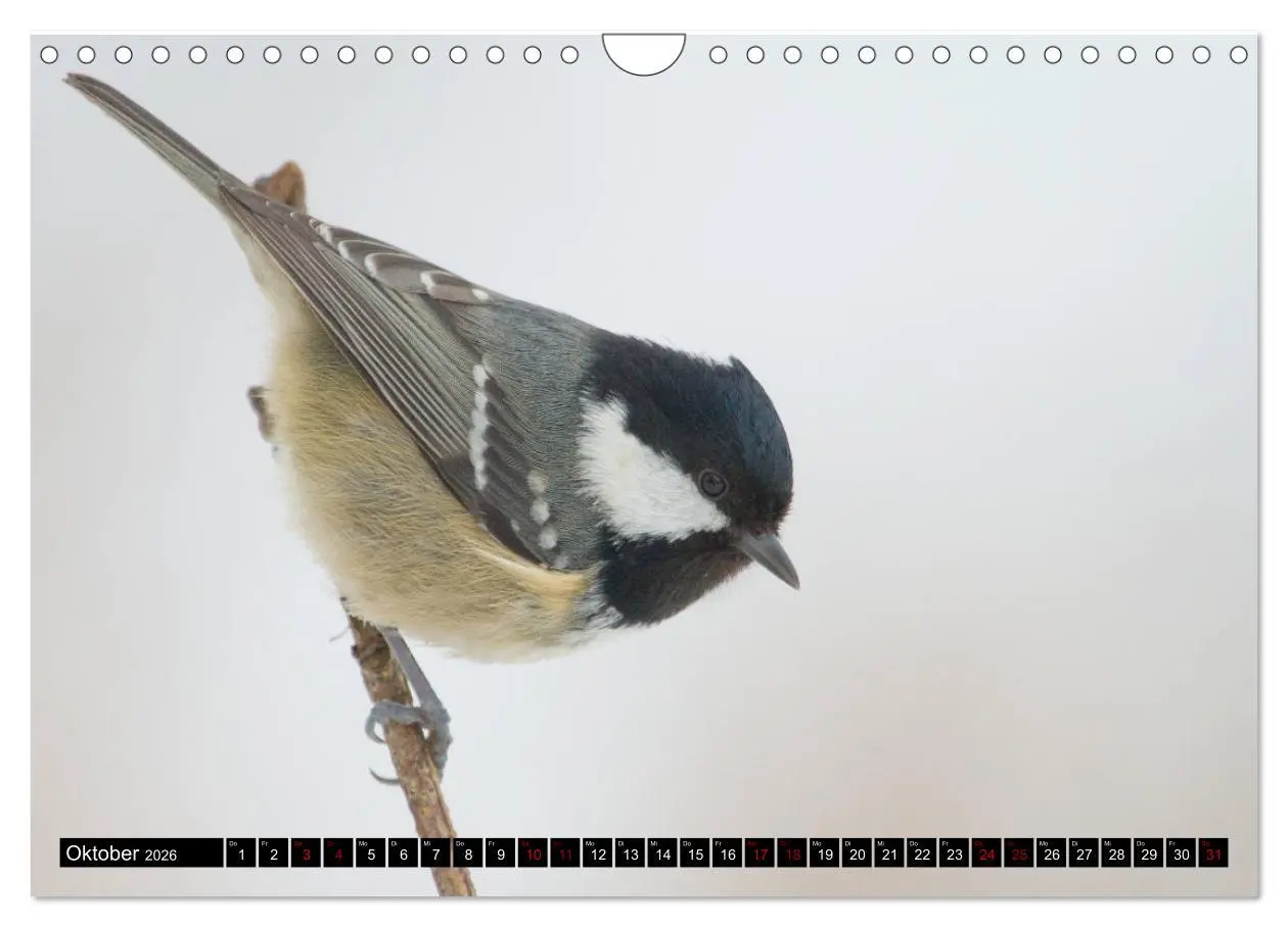 Bild: 9783457865118 | Vögel aus dem Garten (Wandkalender 2026 DIN A4 quer), CALVENDO...