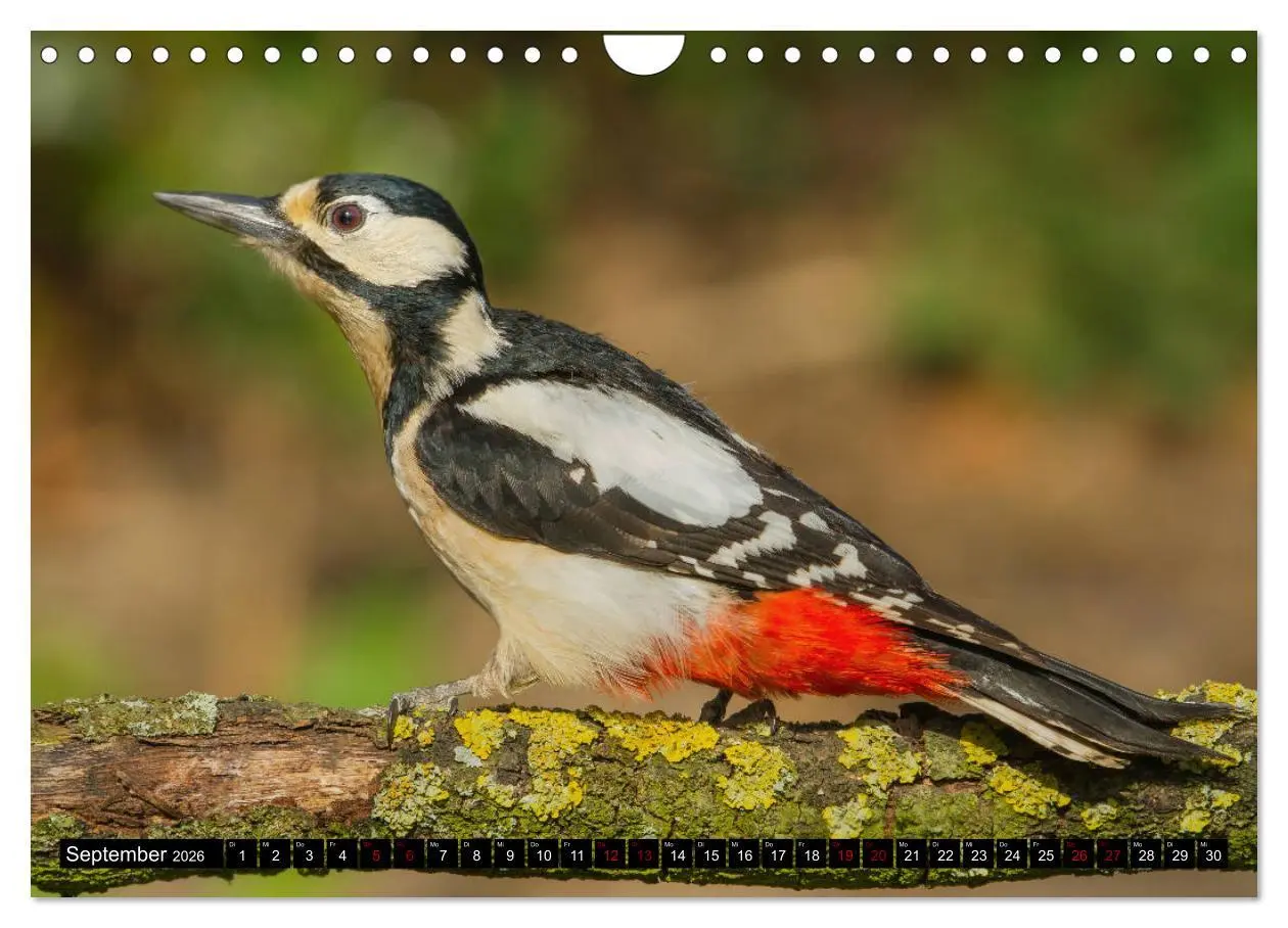 Bild: 9783457865118 | Vögel aus dem Garten (Wandkalender 2026 DIN A4 quer), CALVENDO...