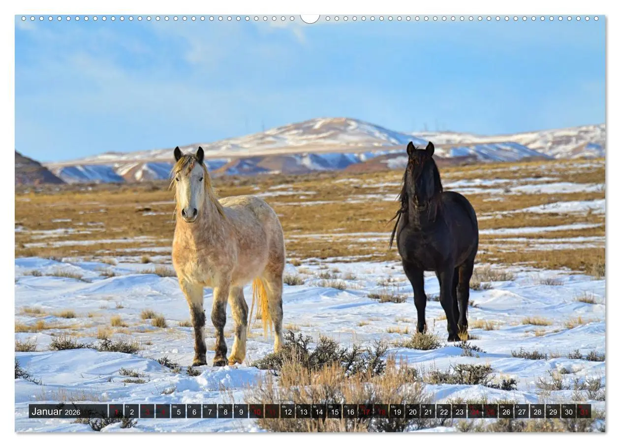 Bild: 9783457545218 | Pferde - wild und ungezähmt (Wandkalender 2026 DIN A2 quer),...