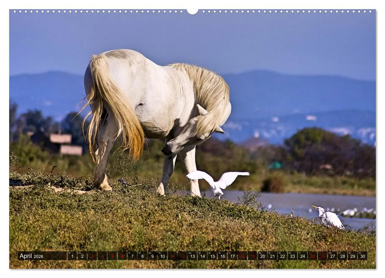 Bild: 9783457545218 | Pferde - wild und ungezähmt (Wandkalender 2026 DIN A2 quer),...