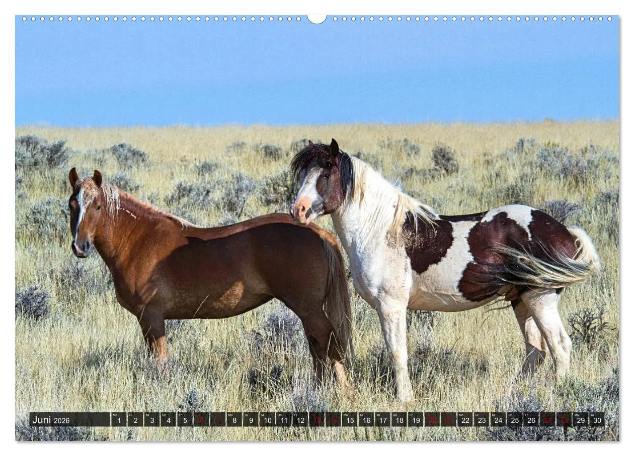 Bild: 9783457545218 | Pferde - wild und ungezähmt (Wandkalender 2026 DIN A2 quer),...