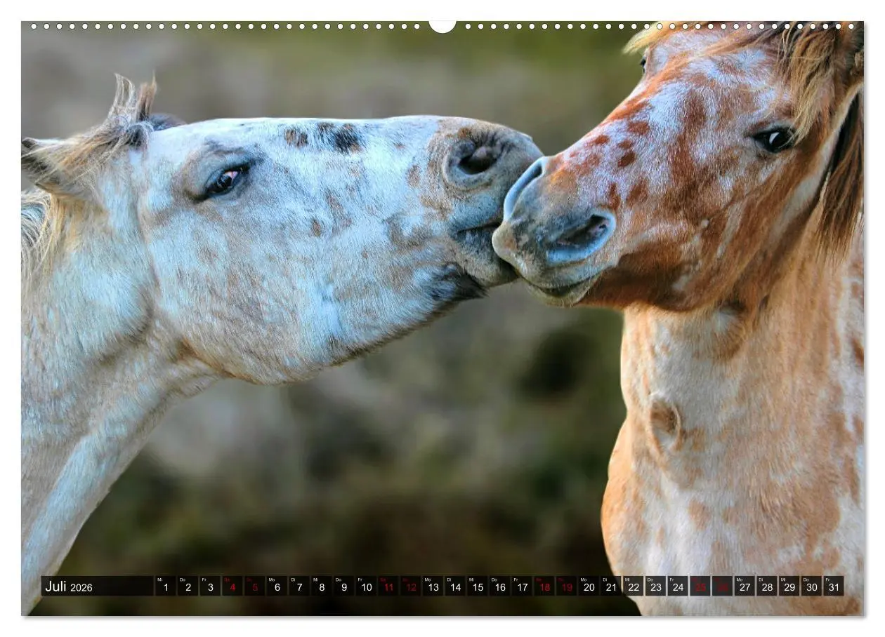 Bild: 9783457545218 | Pferde - wild und ungezähmt (Wandkalender 2026 DIN A2 quer),...