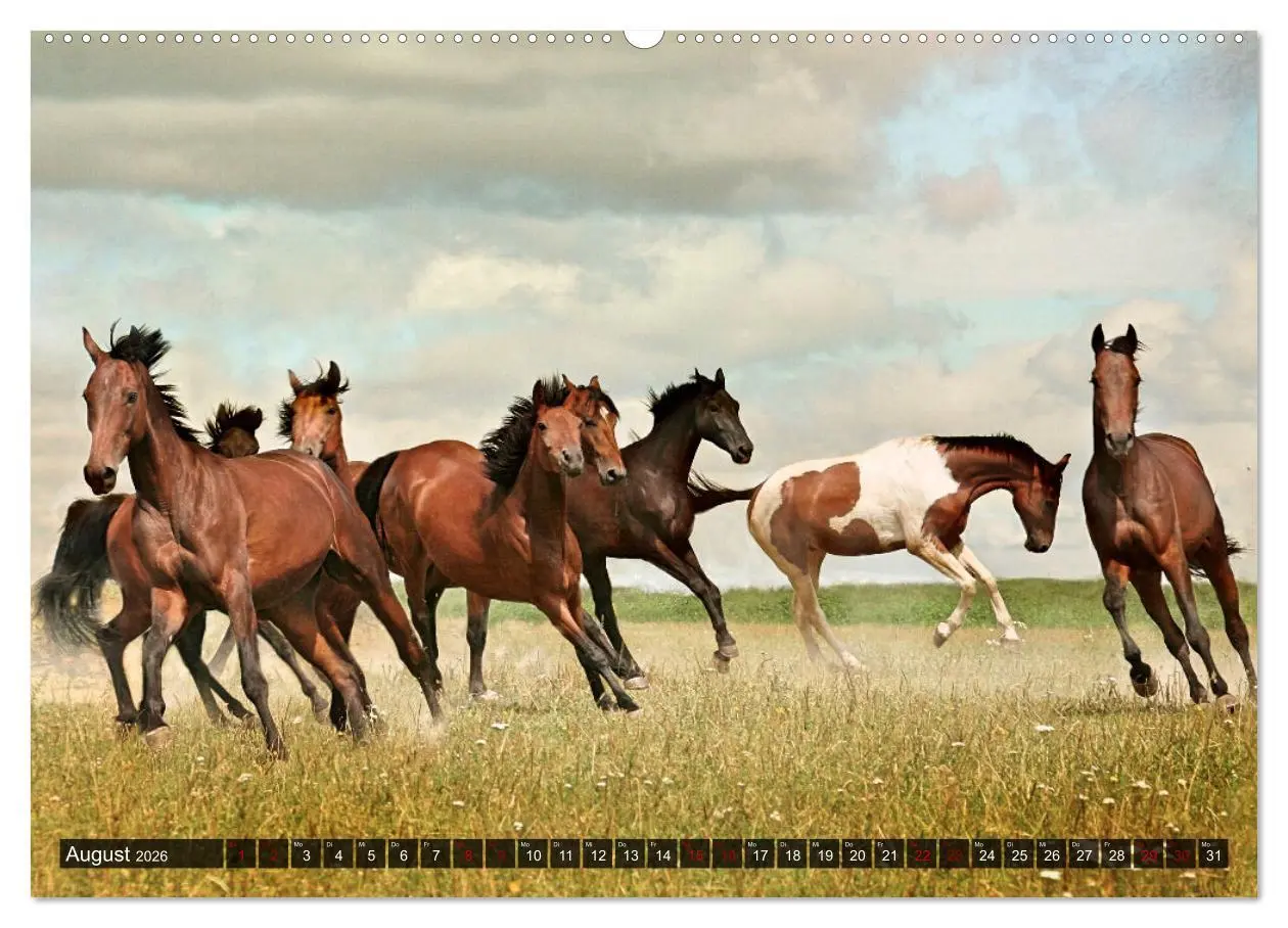 Bild: 9783457545218 | Pferde - wild und ungezähmt (Wandkalender 2026 DIN A2 quer),...