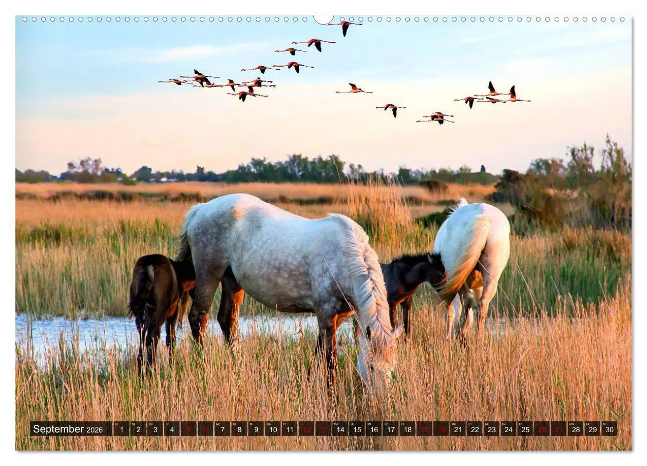 Bild: 9783457545218 | Pferde - wild und ungezähmt (Wandkalender 2026 DIN A2 quer),...