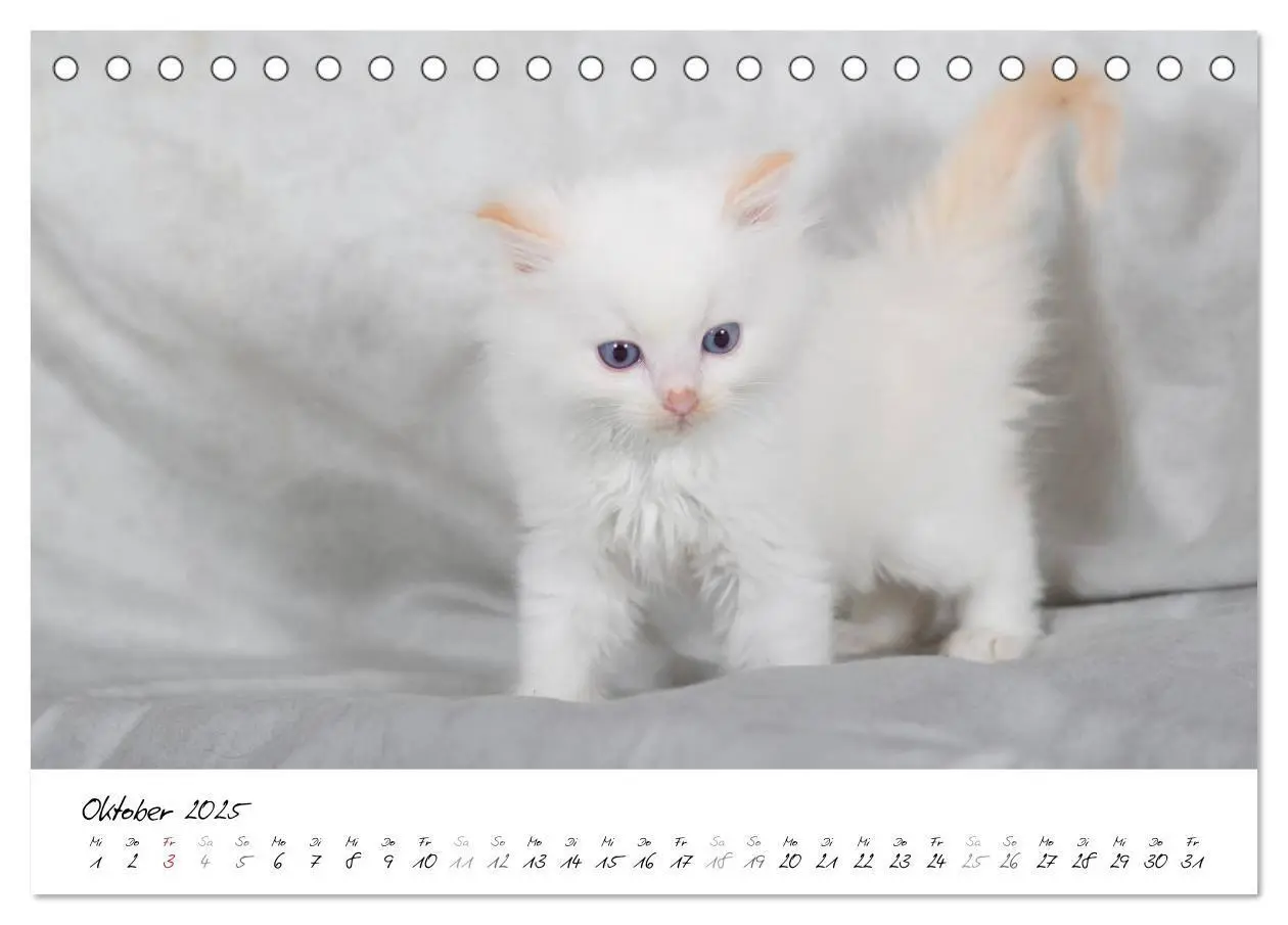 Bild: 9783435755318 | Ragdoll Kitten (Tischkalender 2025 DIN A5 quer), CALVENDO...