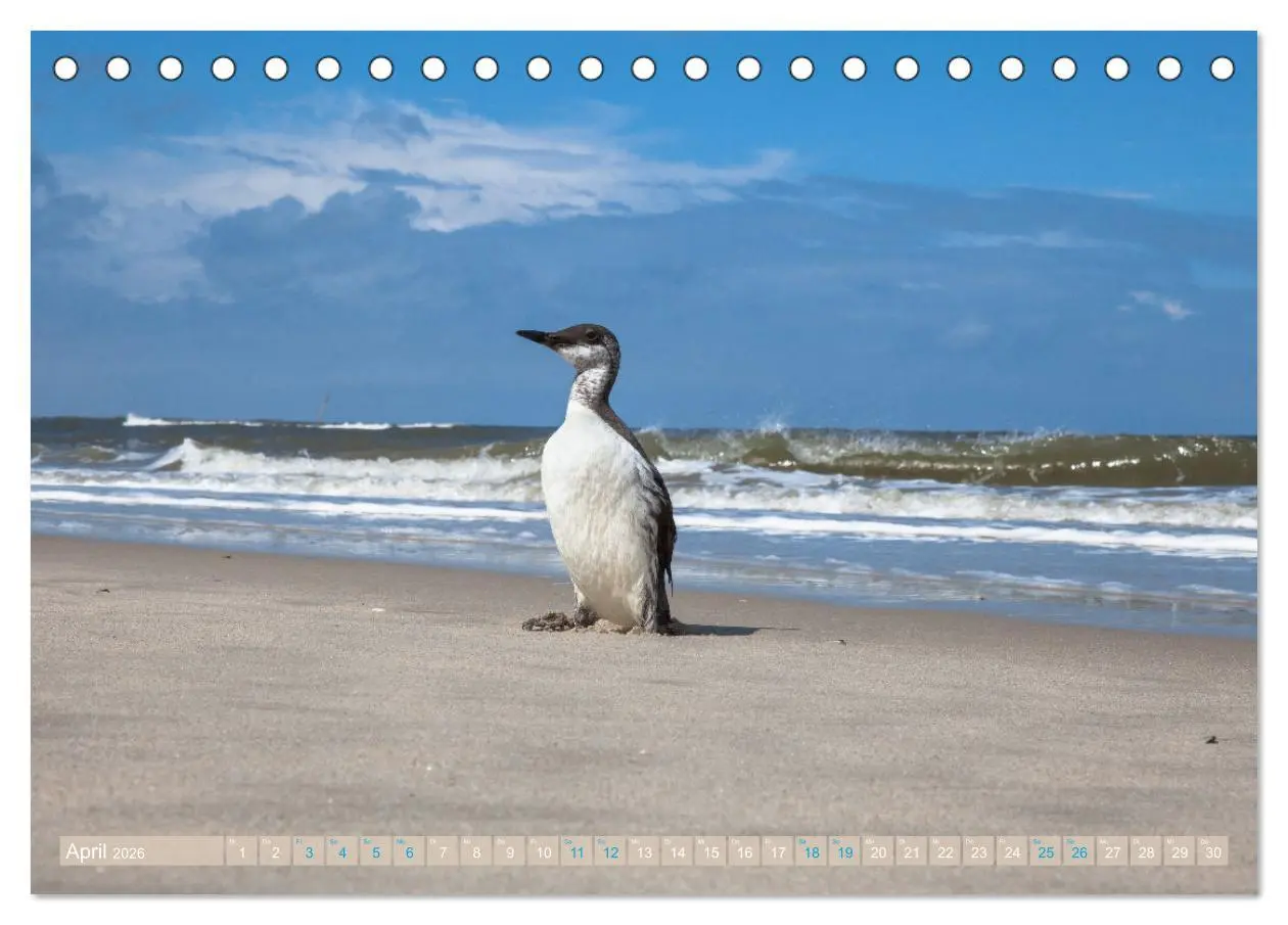 Bild: 9783457605318 | Moin Spiekeroog (Tischkalender 2026 DIN A5 quer), CALVENDO...