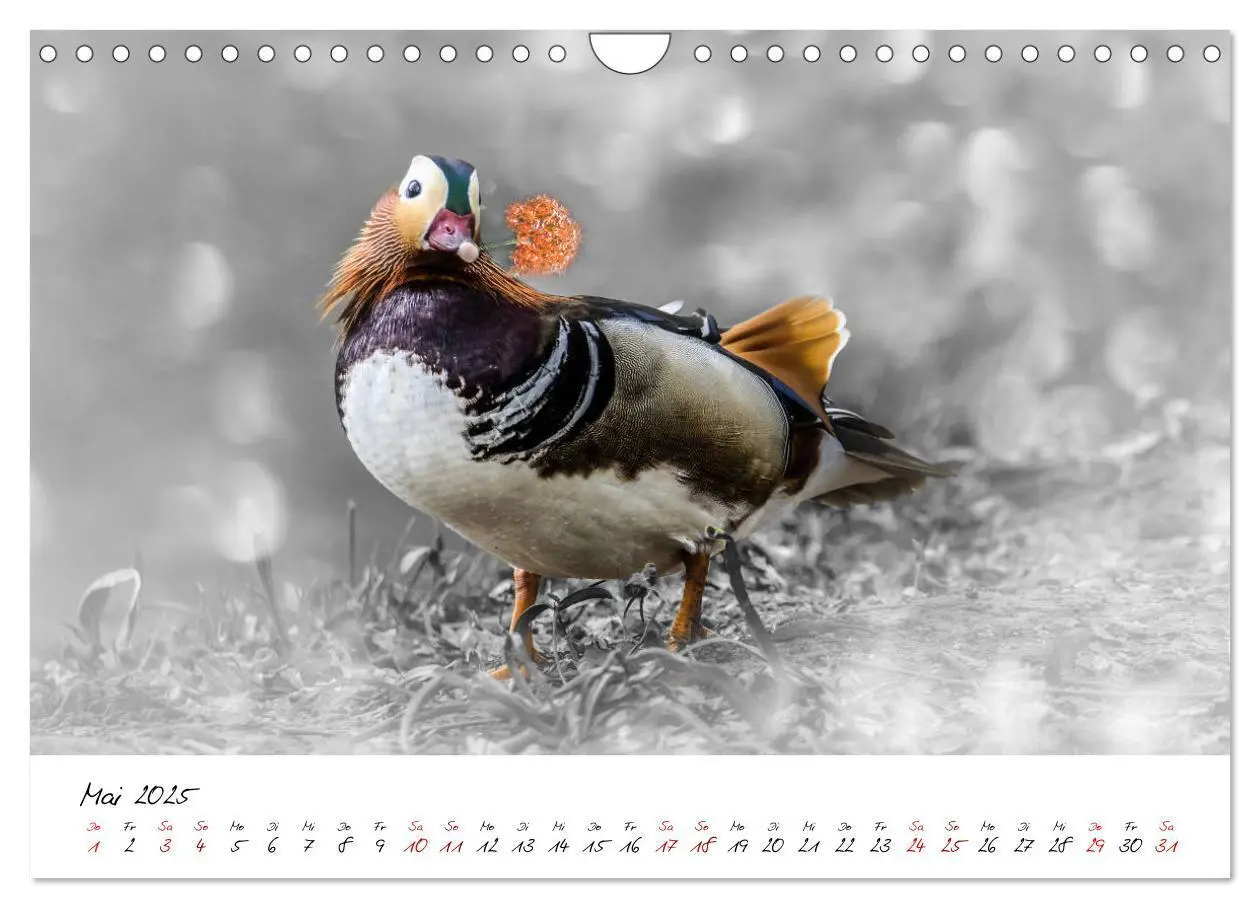 Bild: 9783435365418 | Abenteuer einer Mandarinente (Wandkalender 2025 DIN A4 quer),...