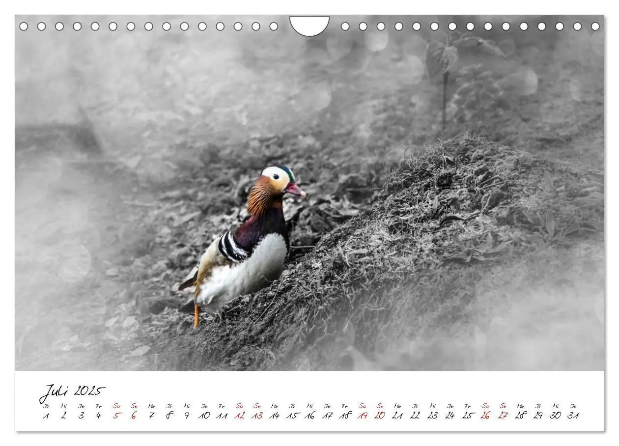 Bild: 9783435365418 | Abenteuer einer Mandarinente (Wandkalender 2025 DIN A4 quer),...