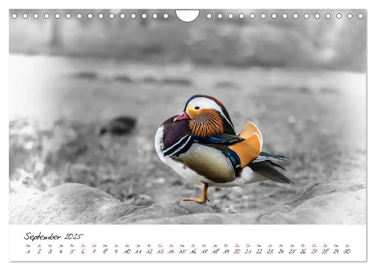Bild: 9783435365418 | Abenteuer einer Mandarinente (Wandkalender 2025 DIN A4 quer),...