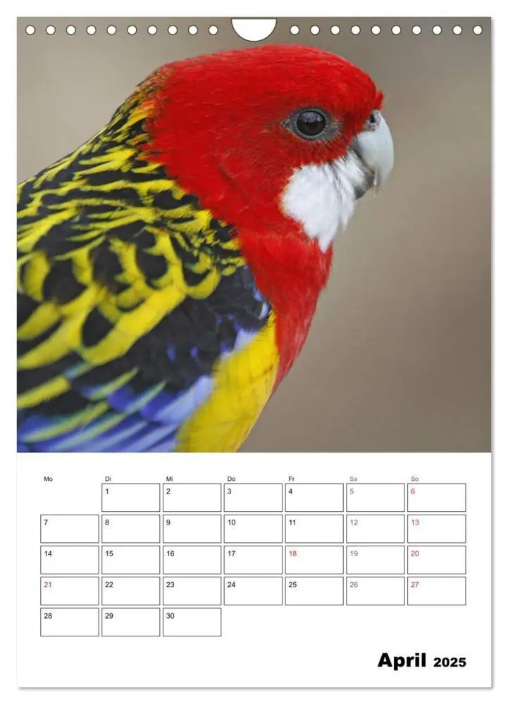 Bild: 9783435985418 | Papageien - Graupapagei, Rosella und Co. (Wandkalender 2025 DIN A4...