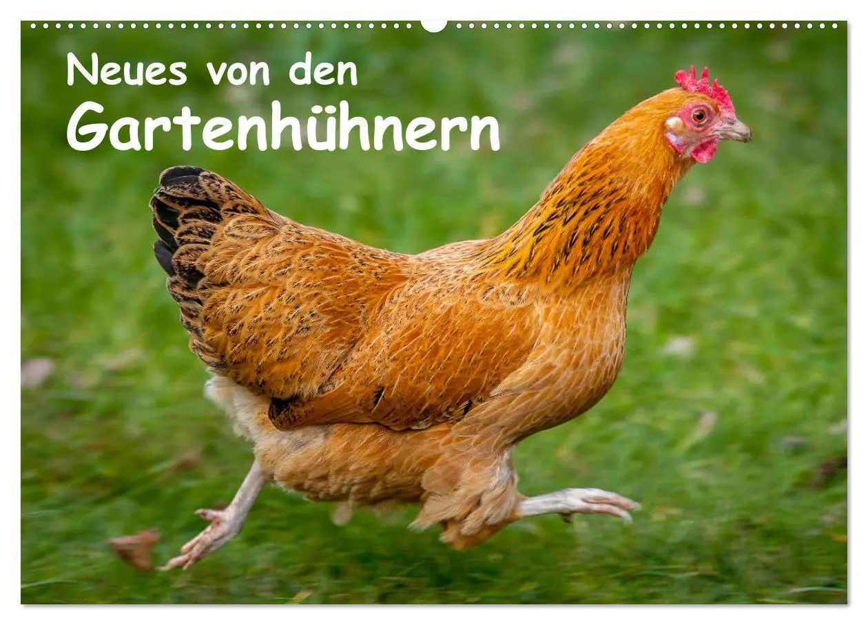 Cover: 9783457905418 | Neues von den Gartenhühnern (Wandkalender 2026 DIN A2 quer),...