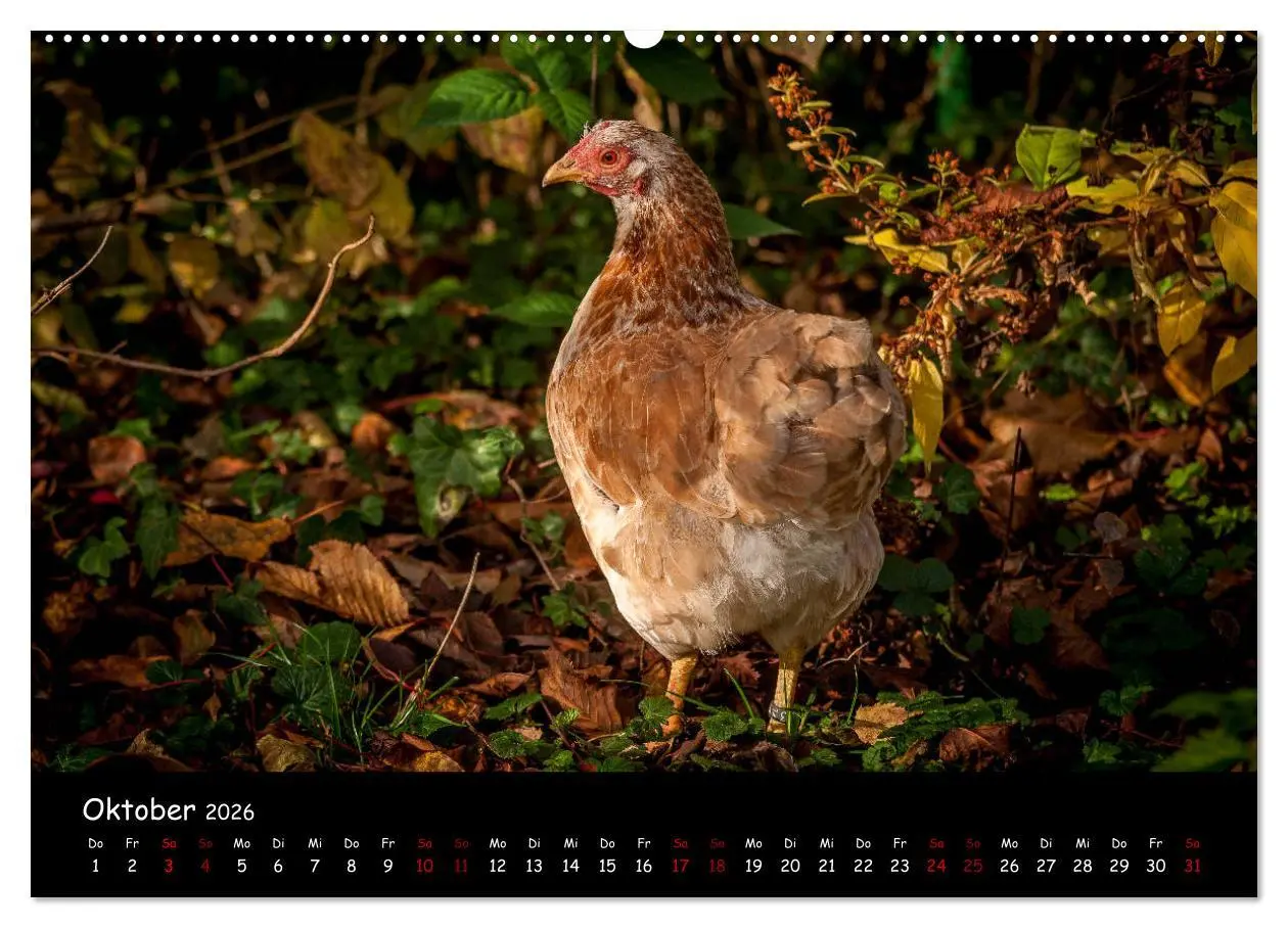 Bild: 9783457905418 | Neues von den Gartenhühnern (Wandkalender 2026 DIN A2 quer),...