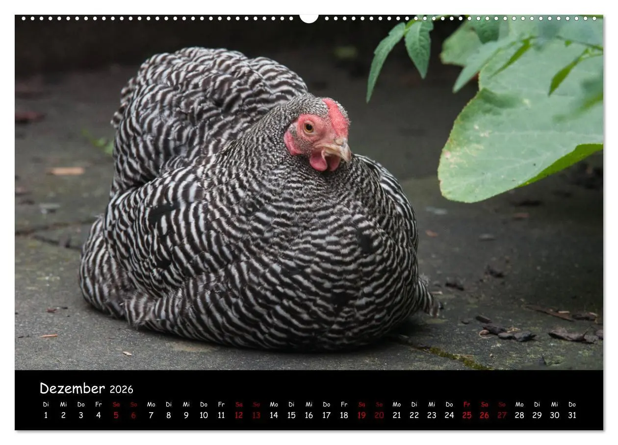 Bild: 9783457905418 | Neues von den Gartenhühnern (Wandkalender 2026 DIN A2 quer),...