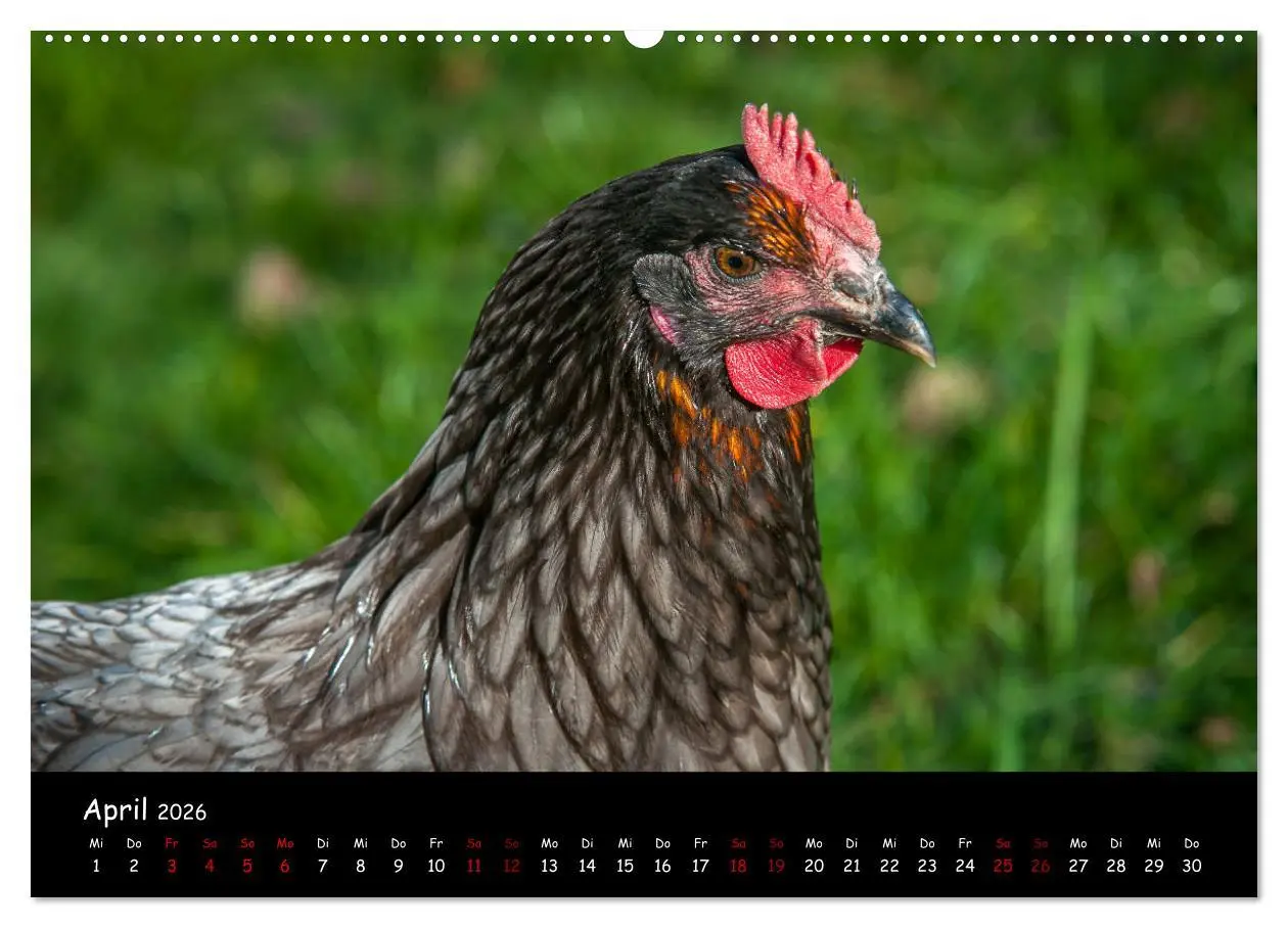 Bild: 9783457905418 | Neues von den Gartenhühnern (Wandkalender 2026 DIN A2 quer),...