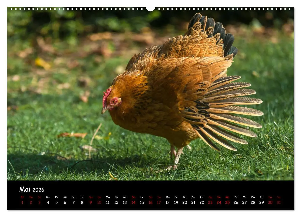 Bild: 9783457905418 | Neues von den Gartenhühnern (Wandkalender 2026 DIN A2 quer),...