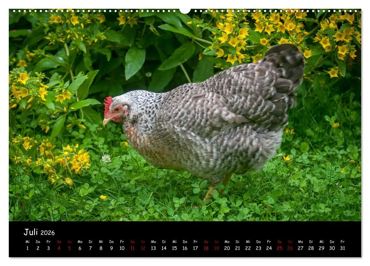Bild: 9783457905418 | Neues von den Gartenhühnern (Wandkalender 2026 DIN A2 quer),...