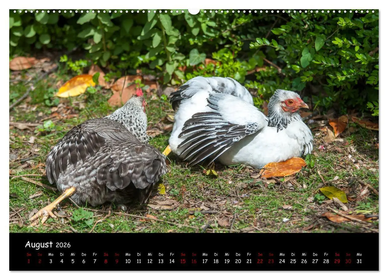 Bild: 9783457905418 | Neues von den Gartenhühnern (Wandkalender 2026 DIN A2 quer),...