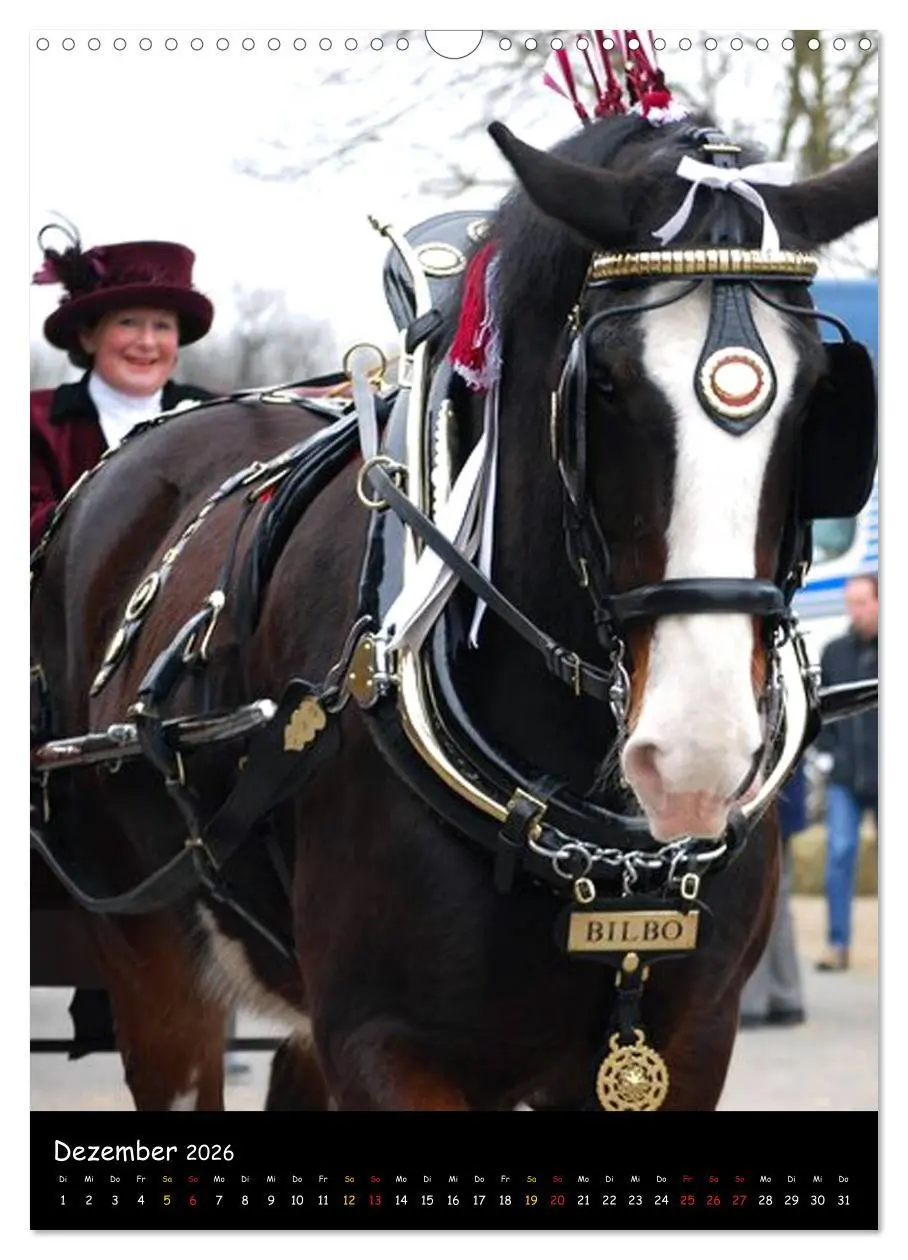 Bild: 9783516475418 | Shire Horse - Geschmückte Riesen (Wandkalender 2026 DIN A3 hoch),...