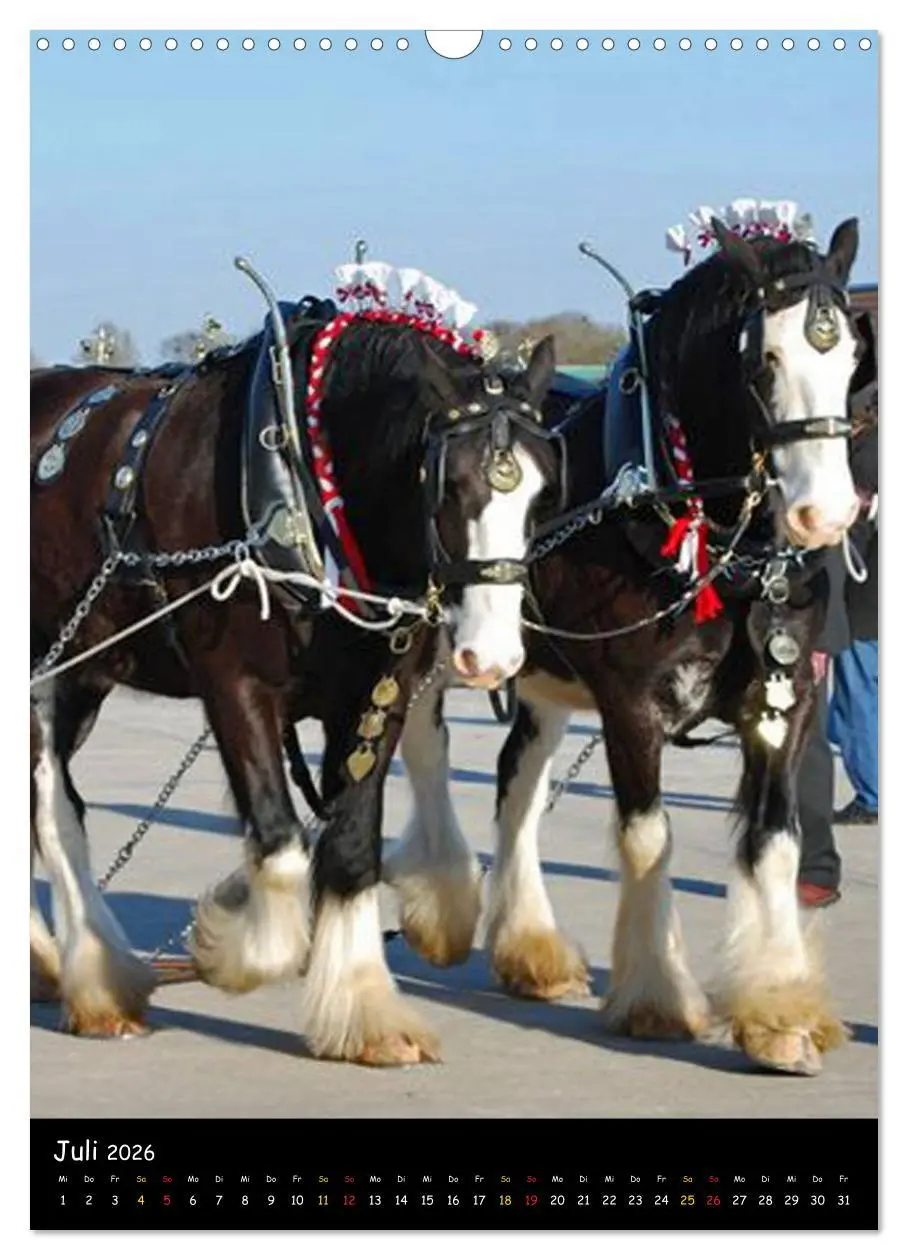 Bild: 9783516475418 | Shire Horse - Geschmückte Riesen (Wandkalender 2026 DIN A3 hoch),...