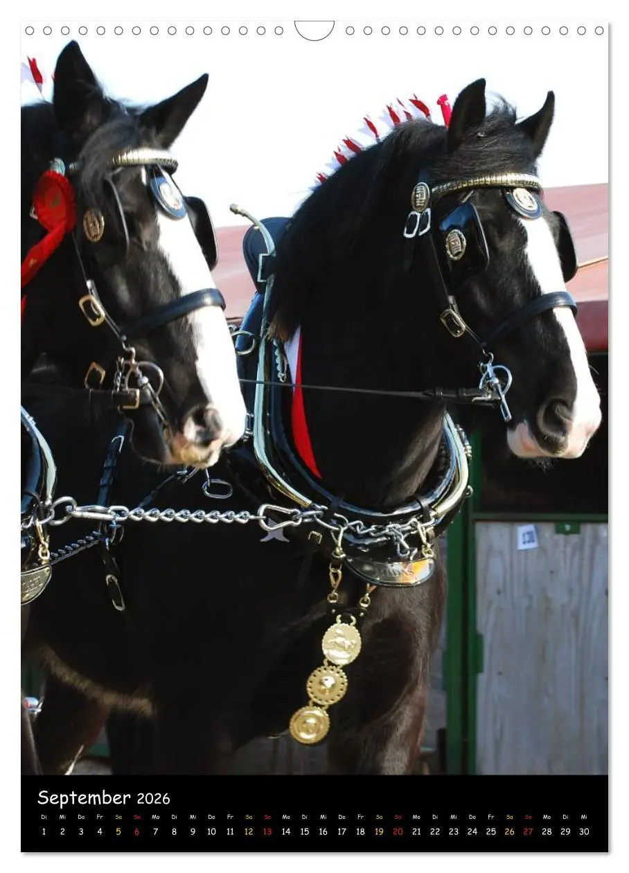 Bild: 9783516475418 | Shire Horse - Geschmückte Riesen (Wandkalender 2026 DIN A3 hoch),...