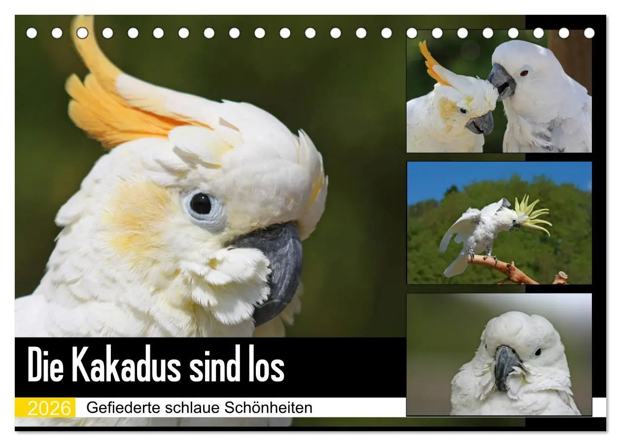 Cover: 9783457755518 | Die Kakadus sind los (Tischkalender 2026 DIN A5 quer), CALVENDO...