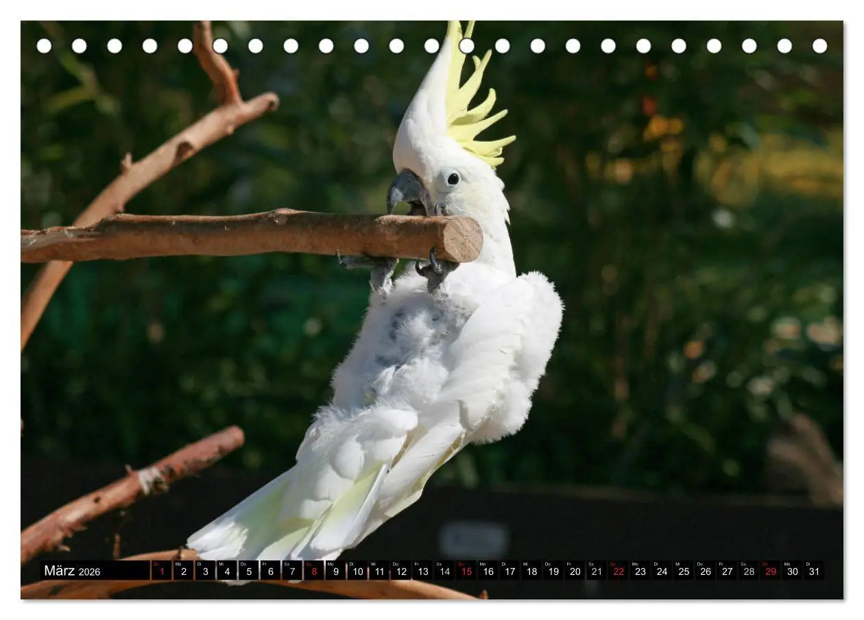 Bild: 9783457755518 | Die Kakadus sind los (Tischkalender 2026 DIN A5 quer), CALVENDO...