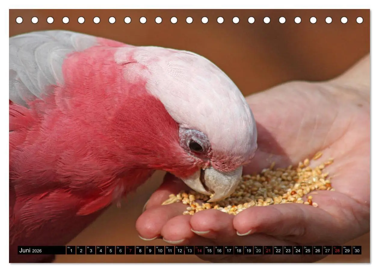 Bild: 9783457755518 | Die Kakadus sind los (Tischkalender 2026 DIN A5 quer), CALVENDO...