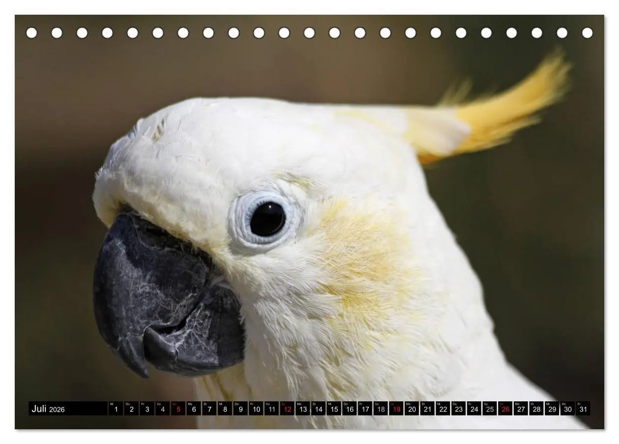 Bild: 9783457755518 | Die Kakadus sind los (Tischkalender 2026 DIN A5 quer), CALVENDO...