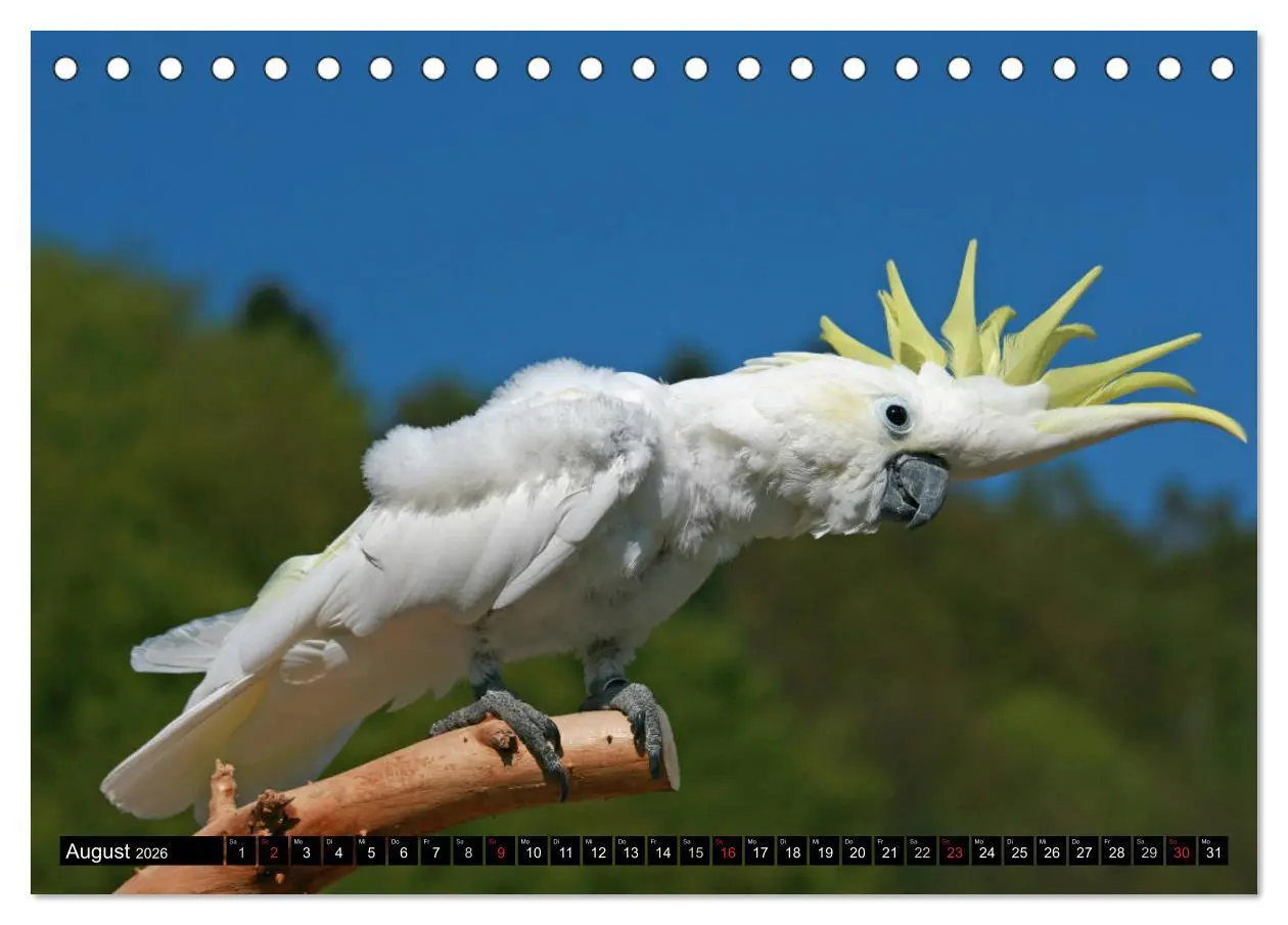 Bild: 9783457755518 | Die Kakadus sind los (Tischkalender 2026 DIN A5 quer), CALVENDO...