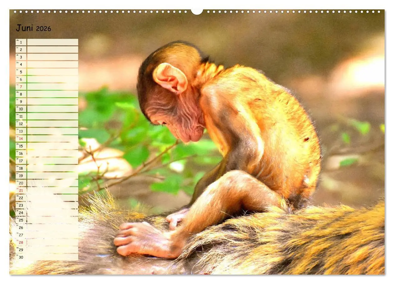 Bild: 9783457675618 | Zauberhafte Affenkinder. Süßer geht´s nicht! (hochwertiger Premium...