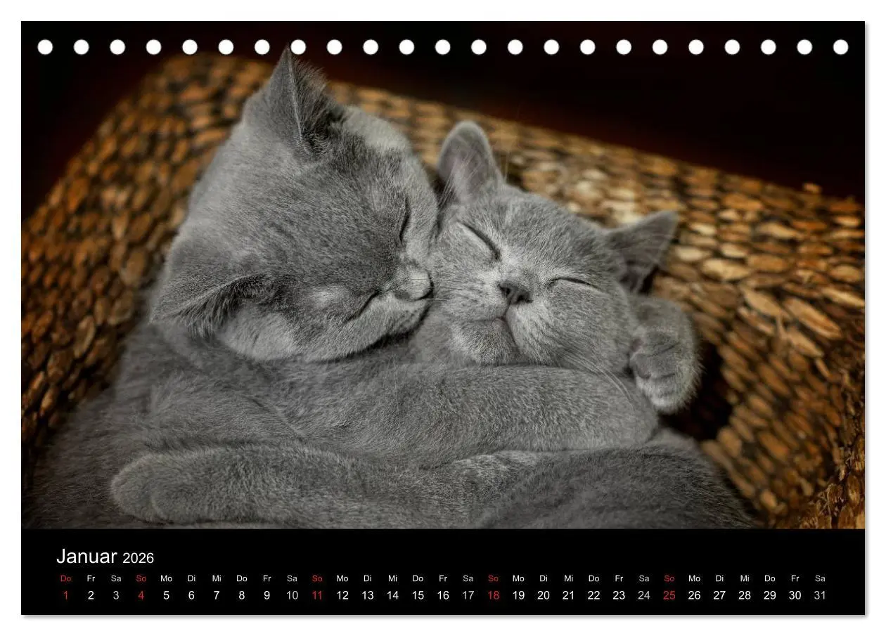 Bild: 9783516145618 | Bärige Schmusetiger - Britisch Kurzhaar / CH-Version (Tischkalender...