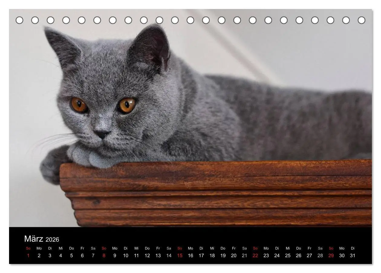 Bild: 9783516145618 | Bärige Schmusetiger - Britisch Kurzhaar / CH-Version (Tischkalender...