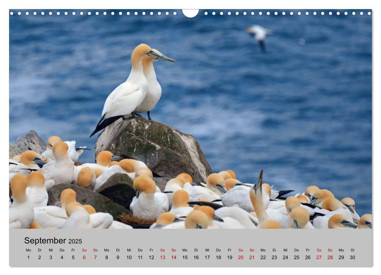 Bild: 9783383795718 | Neufundland 2025 (Wandkalender 2025 DIN A3 quer), CALVENDO...