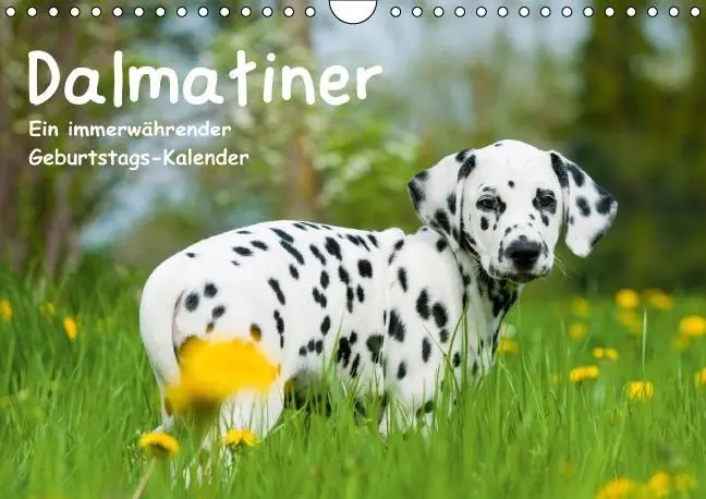 Cover: 9783660505818 | Dalmatiner - Ein immerwährender Geburtstags-Kalender (Wandkalender...